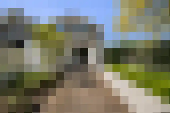 Meidoorn 1 Poortugaal thumbnail 33