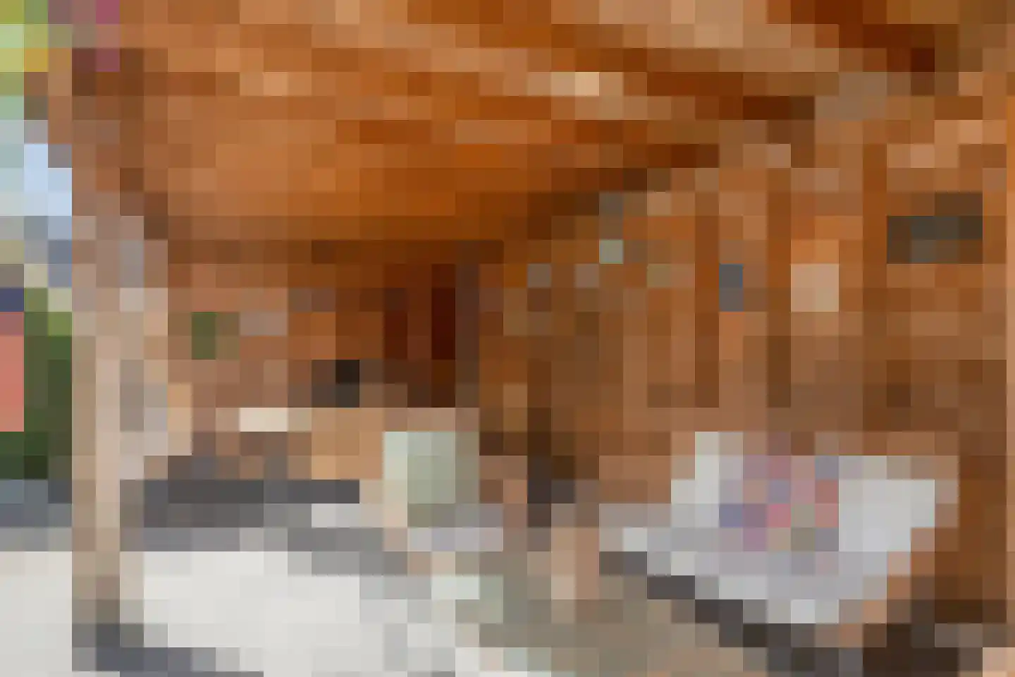 Meidoorn 12 Poortugaal thumbnail 30