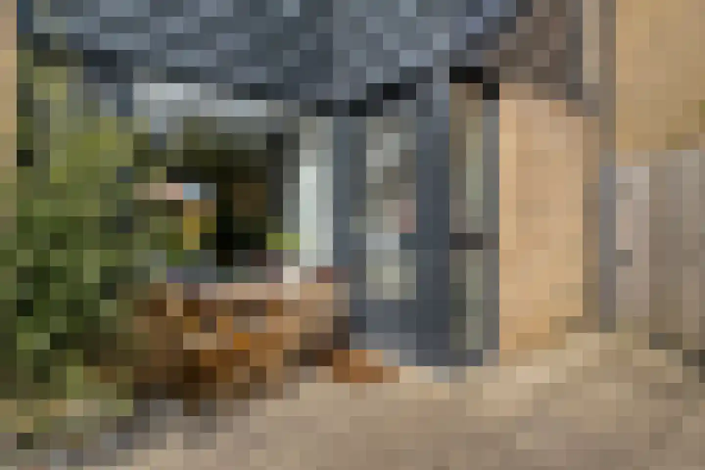 Meidoorn 12 Poortugaal thumbnail 5