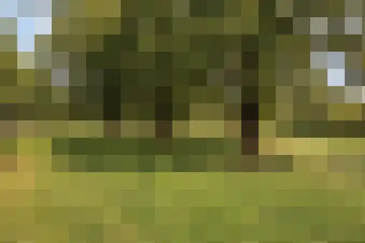 Meidoorn 16 Mierlo thumbnail 45