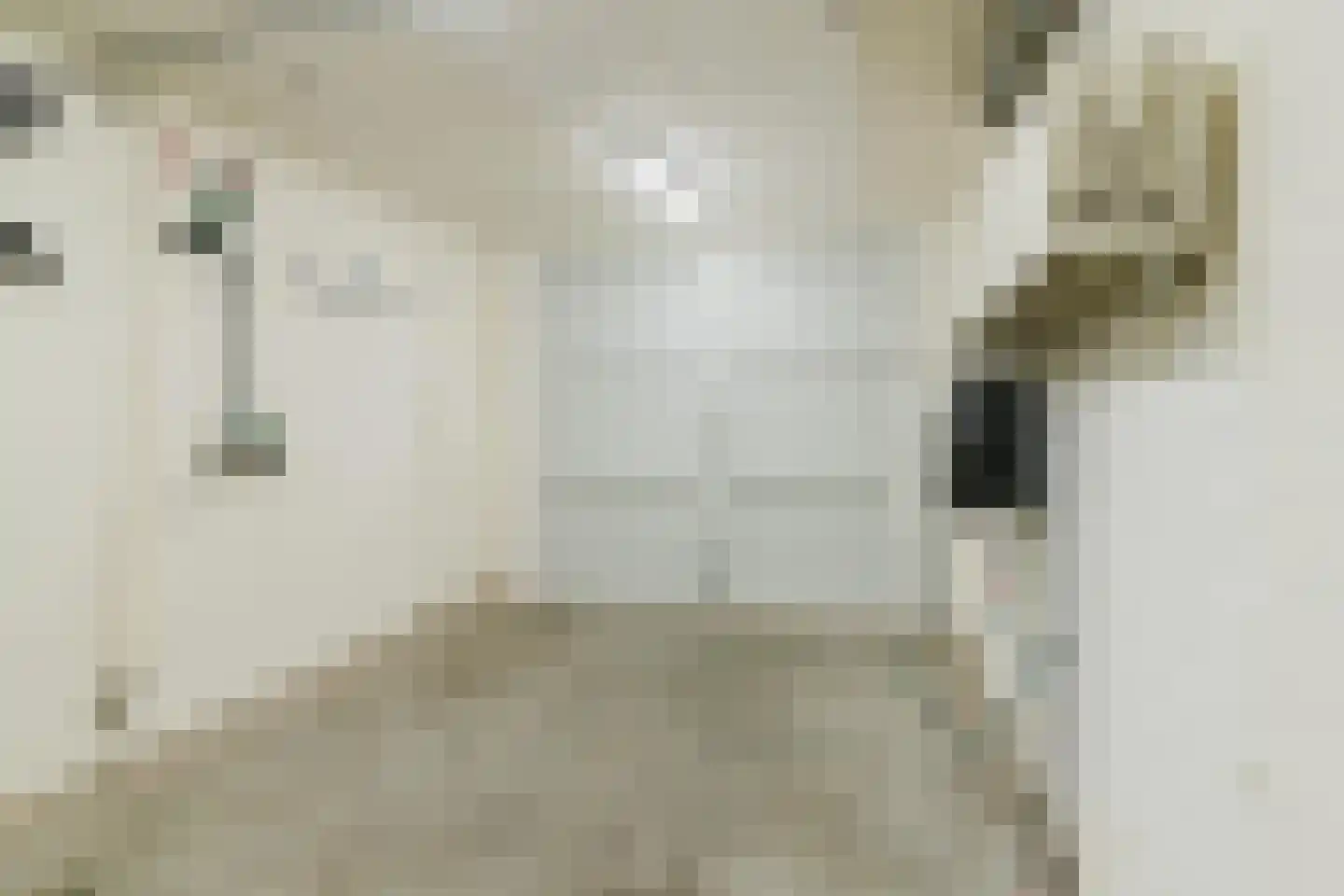 Meidoorn 18 Heino thumbnail 34