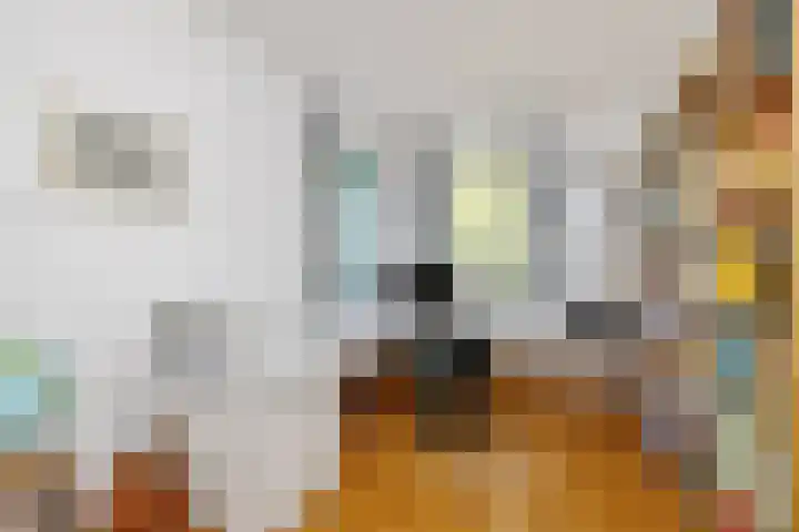 Meidoorn 19 Wijhe thumbnail 17