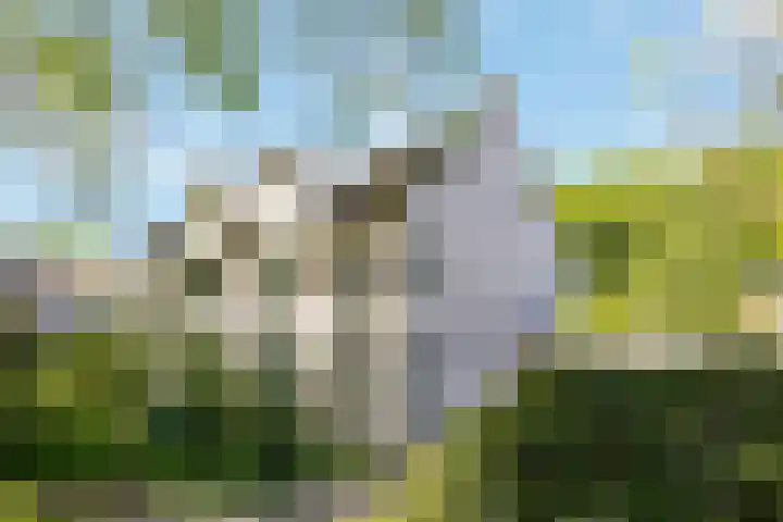 Meidoorn 19 Wijhe foto 2