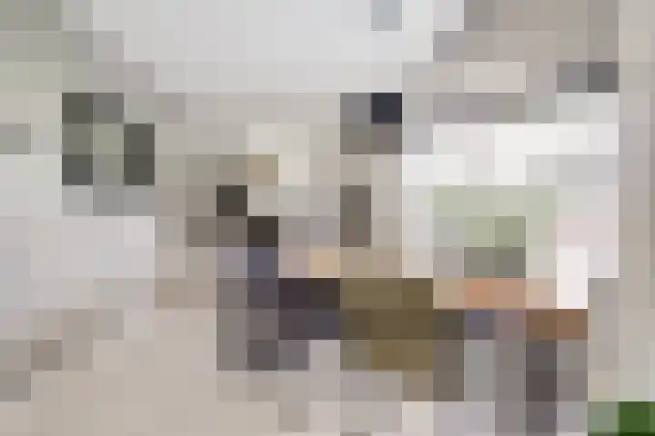 Meidoorn 2 Wilp thumbnail 9