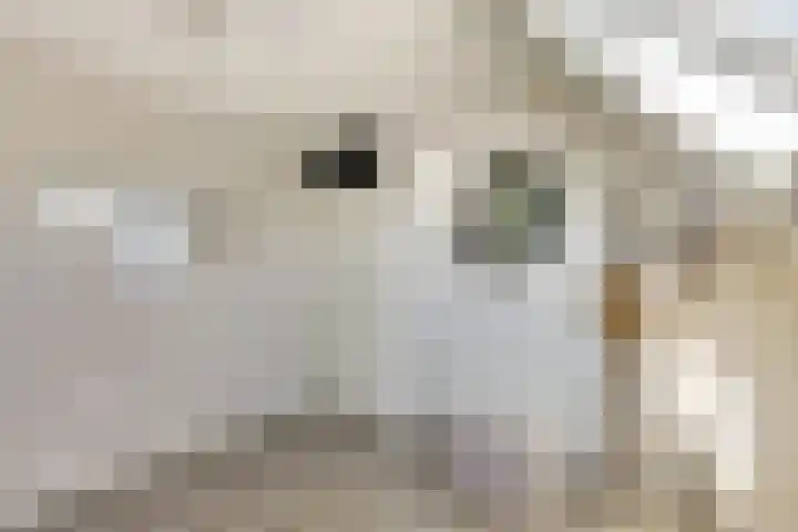 Meidoorn 27 Haaksbergen thumbnail 25