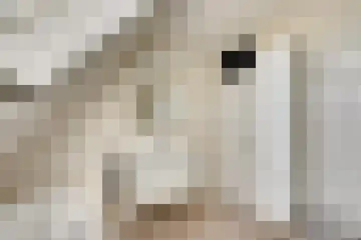 Meidoorn 27 Haaksbergen thumbnail 27
