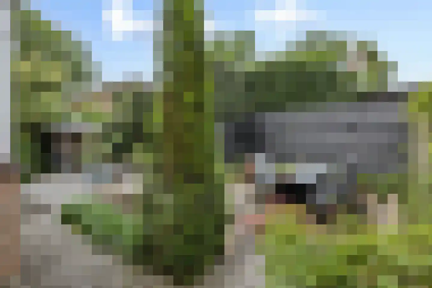Meidoorn 27 Helmond thumbnail 43