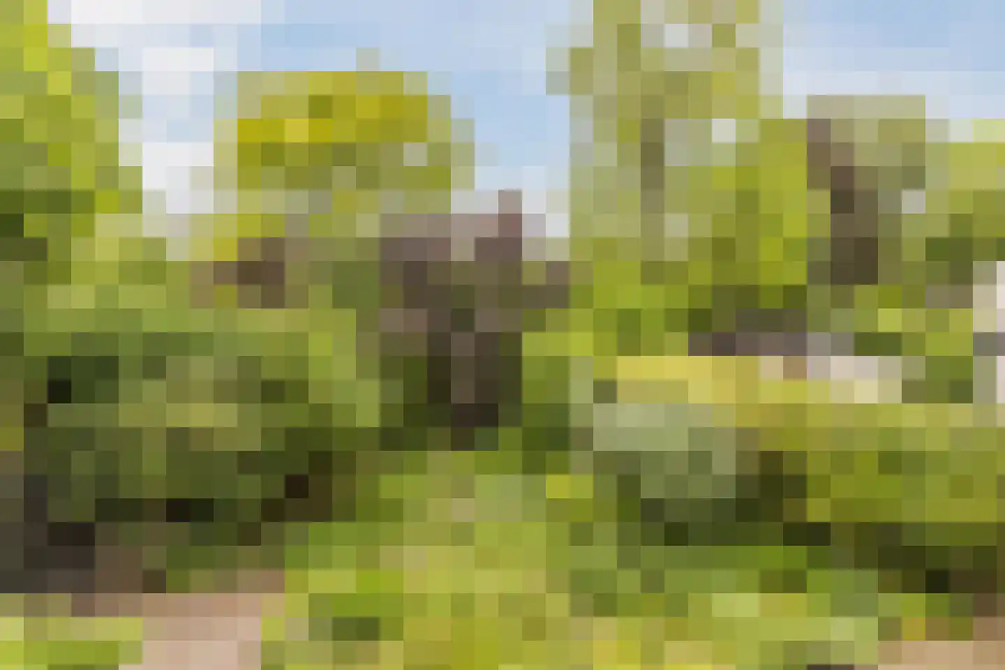 Meidoorn 30 Geldrop thumbnail 44