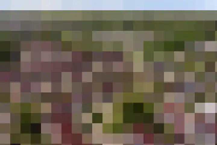 Meidoorn 35 Zeewolde thumbnail 45