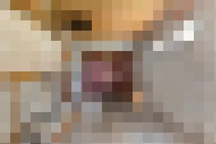 Meidoorn 44 Geldrop thumbnail 19
