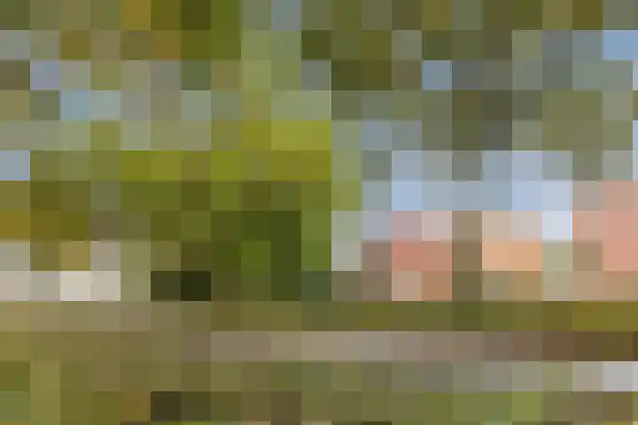 Meidoorn 67 Cuijk thumbnail 26