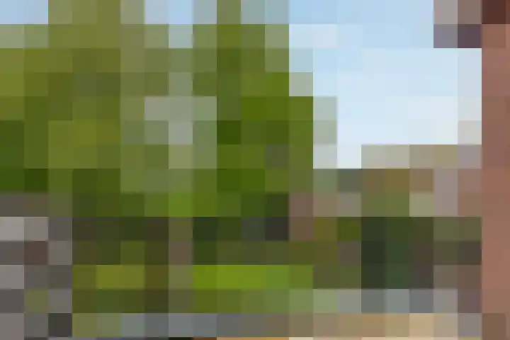 Meidoorn 85 Maastricht thumbnail 25
