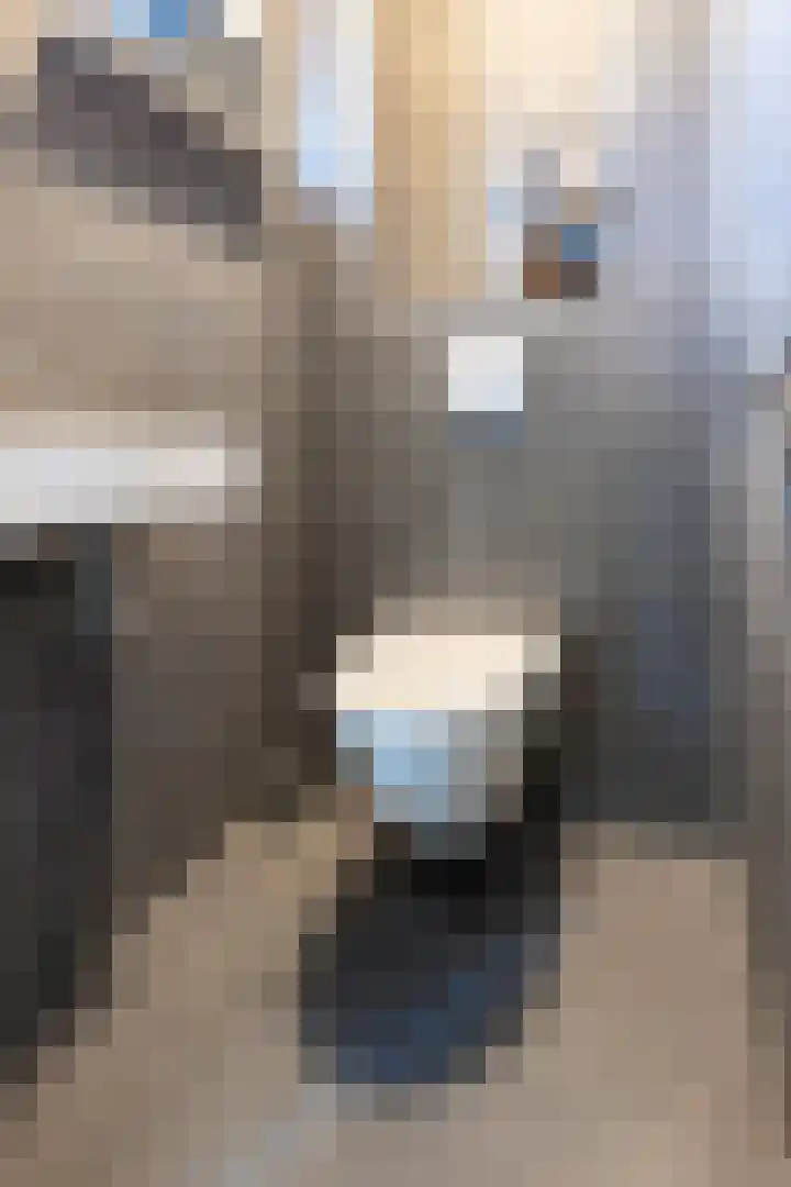 Meidoorn 9 Emmen thumbnail 15