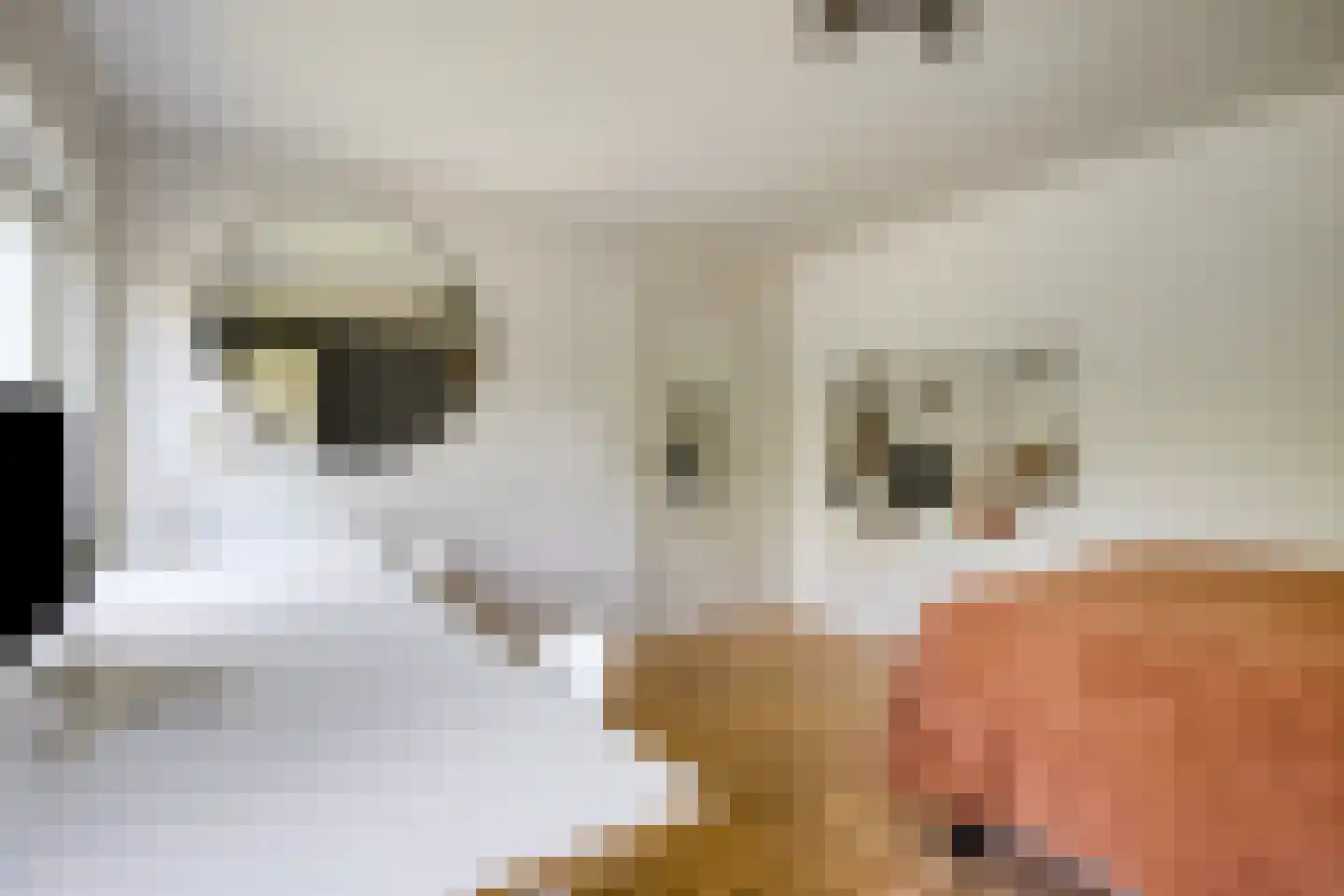 Meidoornlaan 15 Castricum thumbnail 35