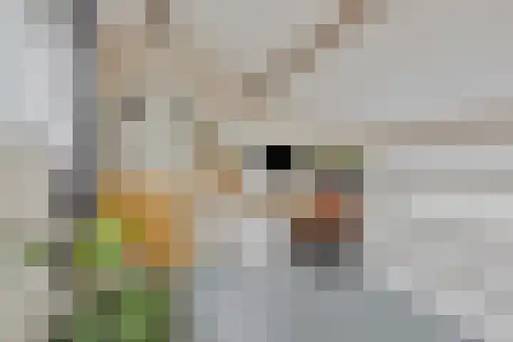 Meidoornlaan 151 Dieren thumbnail 24