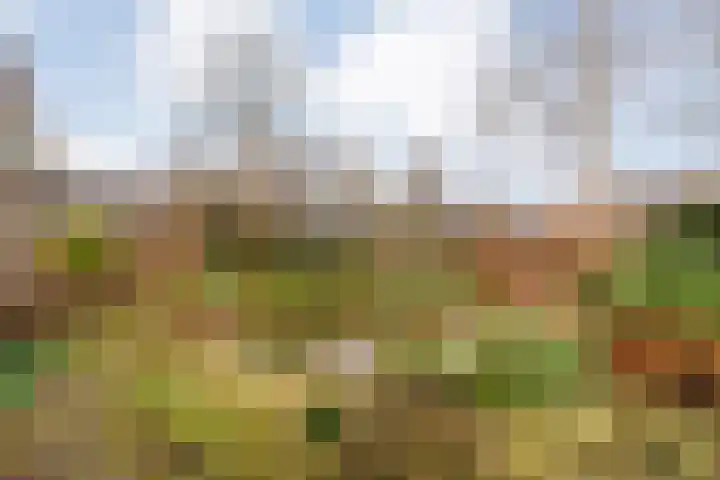 Meidoornlaan 4 Dalfsen foto 3