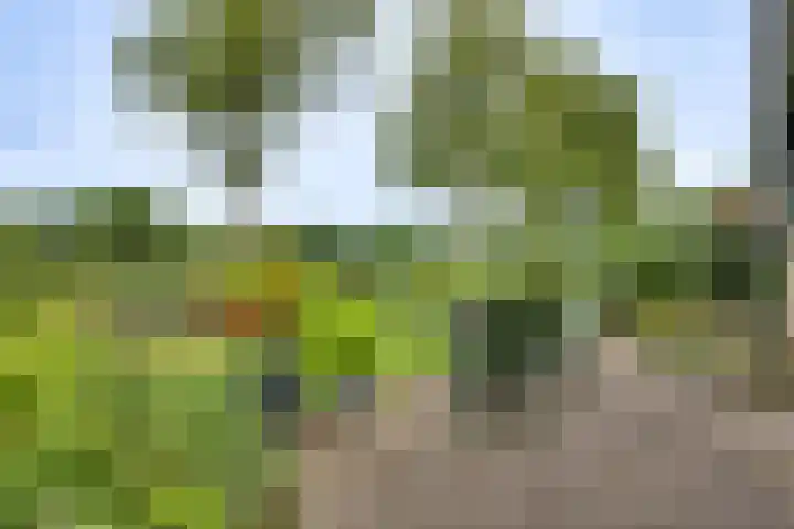 Meidoornlaan 5 Dalfsen foto 2