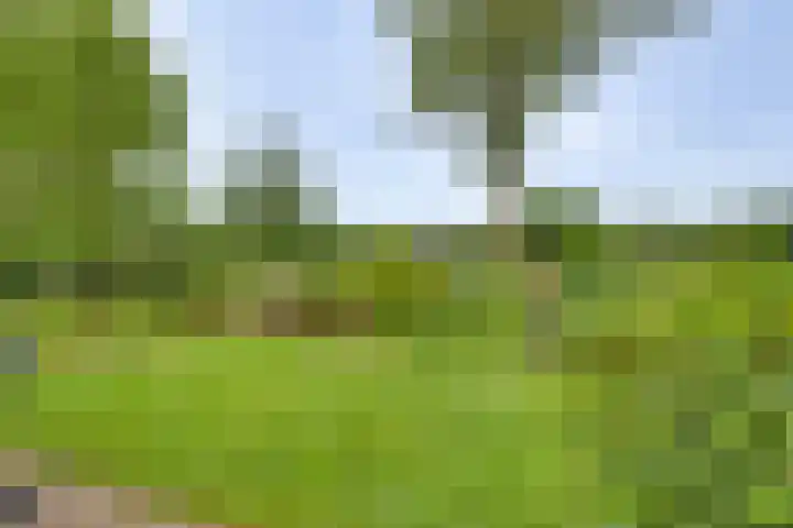 Meidoornlaan 5 Dalfsen thumbnail 31