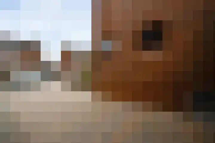 Meidoornlaan 6 Haelen thumbnail 6