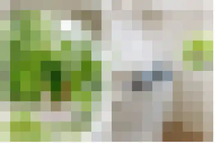 Meidoornlaan 6 Tegelen thumbnail 14