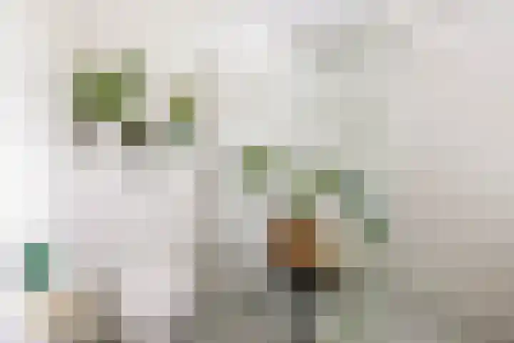 Meidoornlaan 6 Tegelen thumbnail 22
