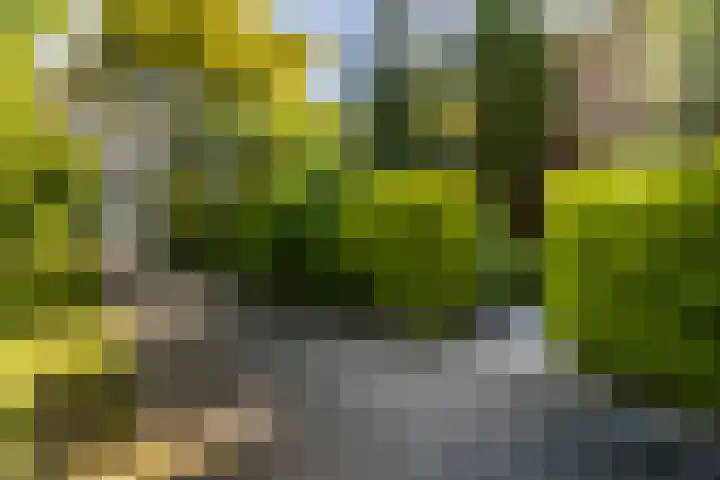 Meidoornlaan 60 Rotterdam thumbnail 34