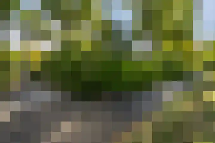 Meidoornlaan 60 Rotterdam thumbnail 35