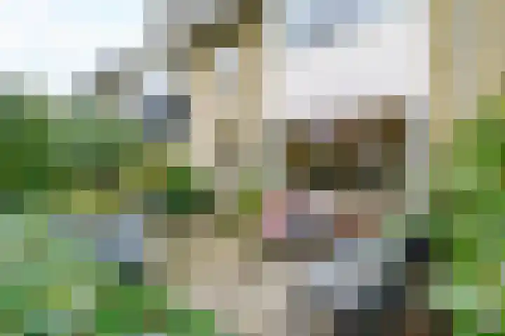 Meidoornlaan 63 Nootdorp thumbnail 4