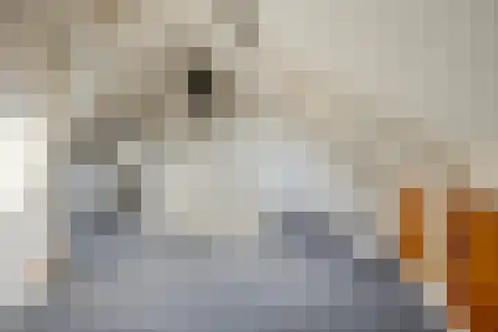 Meidoornrode 95 Voorhout thumbnail 29