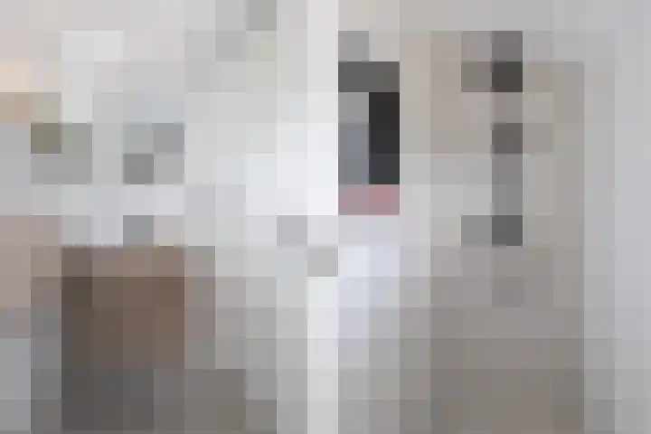 Meidoornstraat 12 Deest thumbnail 26