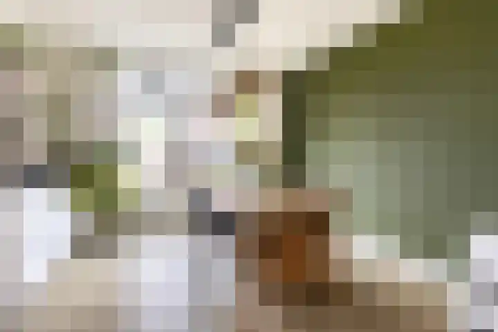 Meidoornstraat 12 's-Hertogenbosch thumbnail 9