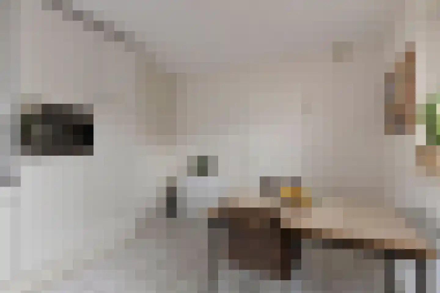 Meidoornstraat 7 Bergen L thumbnail 16