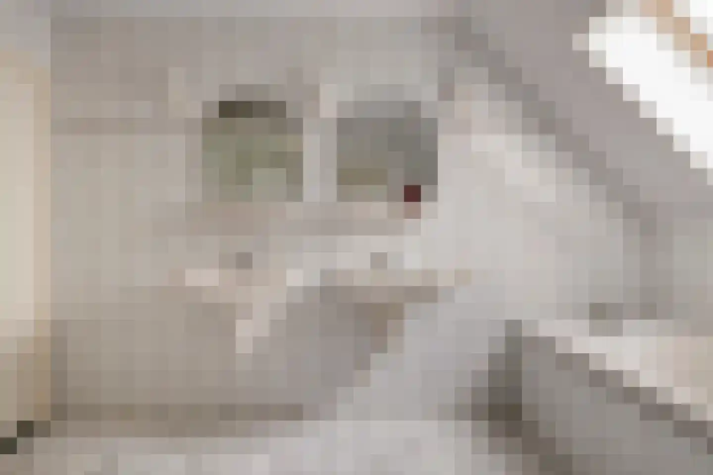 Meidoornstraat 7 Bergen L thumbnail 31