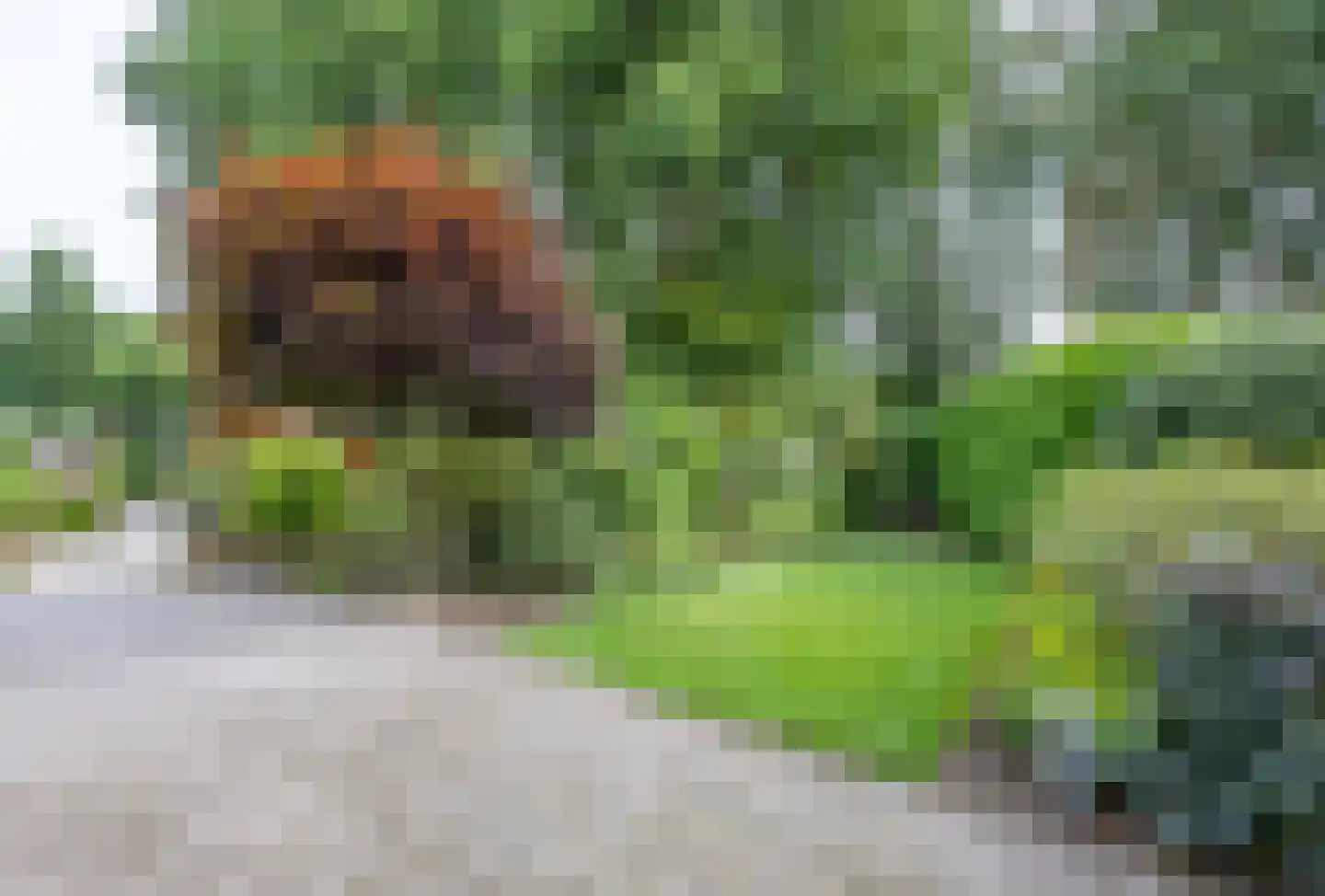 Meidoornstraat 7 Bergen L thumbnail 37
