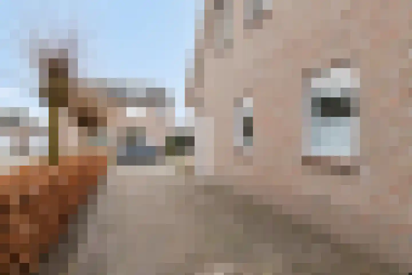 Meidoornstraat 7 Bergen L thumbnail 39