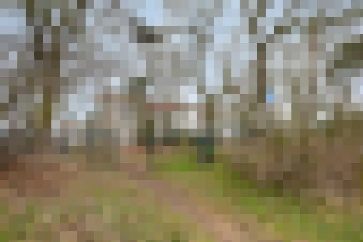Meidoornstraat 7 Bergen L thumbnail 40