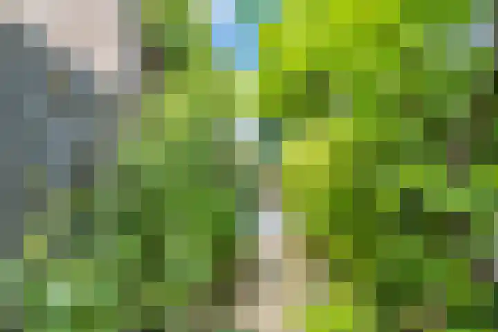 Meidoornstraat 9 Deest thumbnail 57