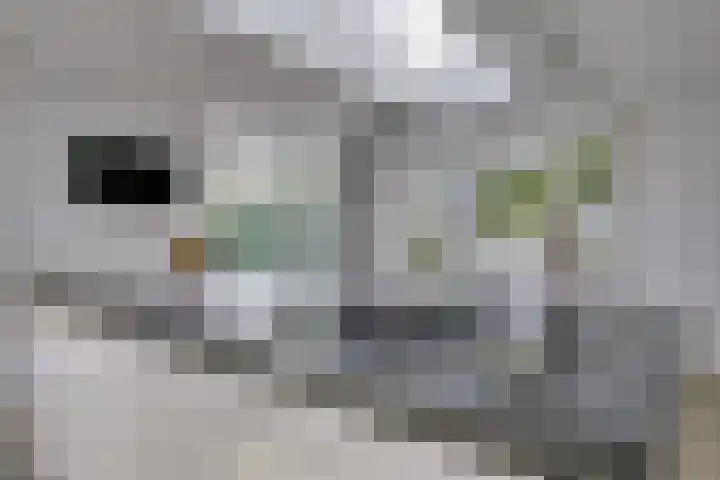 Meienvoort 11 Helmond thumbnail 14