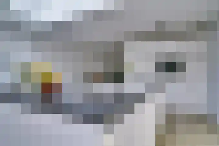 Meienvoort 11 Helmond thumbnail 15