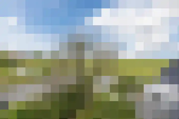 Meije 50 Bodegraven thumbnail 30