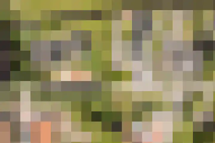 Meije 50 Bodegraven thumbnail 4