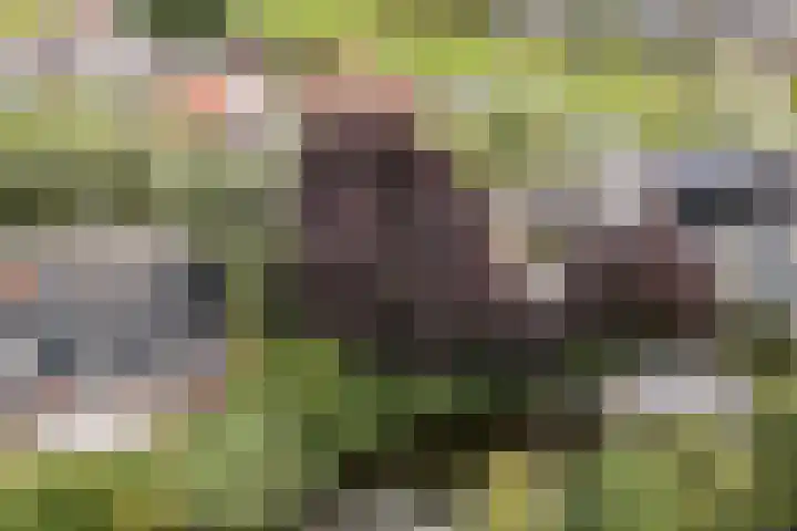 Meije 50 Bodegraven thumbnail 41