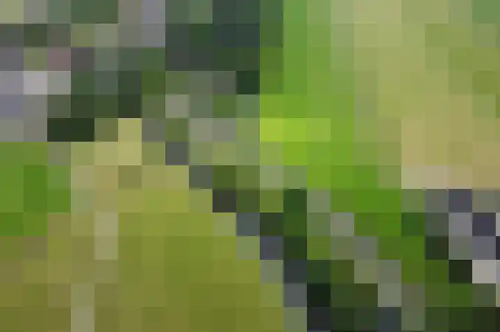 Meije 80 Bodegraven thumbnail 45