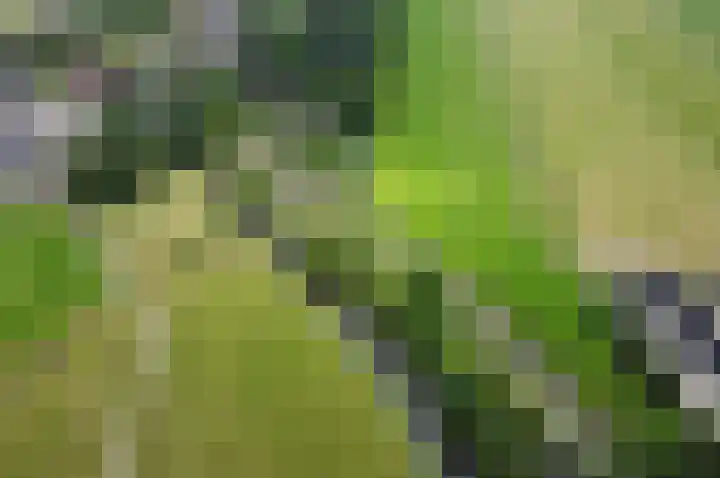 Meije 80 Bodegraven thumbnail 46