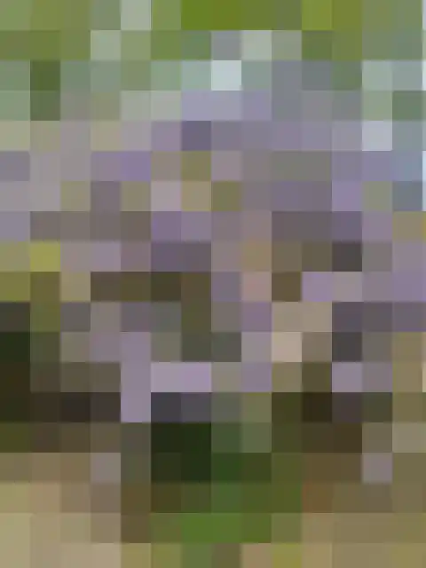Meijelsedijk 169 Ospel thumbnail 71
