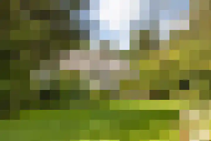 Meijelseweg 65 Beringe thumbnail 52