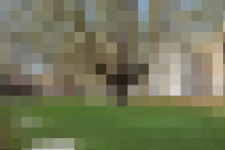 Meijer van Leeuwenstraat 27 Oss thumbnail 37