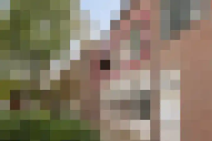 Meijer van Leeuwenstraat 4 Oss thumbnail 4