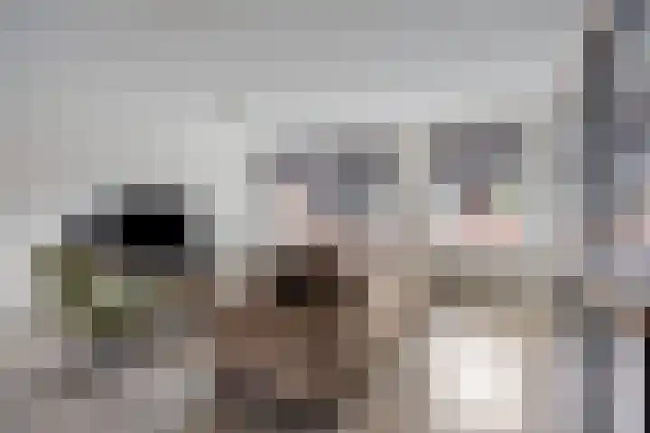 Meijer van Leeuwenstraat 4 Oss thumbnail 8