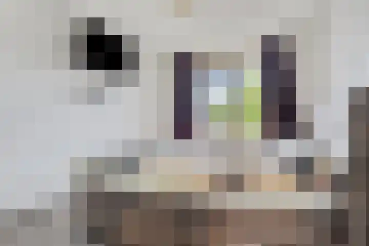 Meijer van Leeuwenstraat 59 Oss thumbnail 15